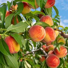 peaches are growing on the tree with green leaves and blue sky in the background