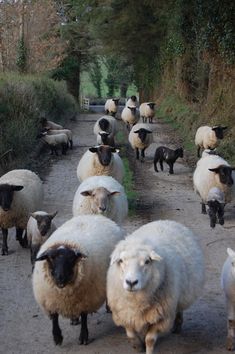 a herd of sheep walking down a dirt road next to grass and trees on either side of the road