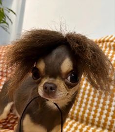 a small dog with long hair on top of it's head