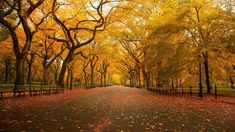 an empty road surrounded by trees with yellow leaves on the ground and in the middle