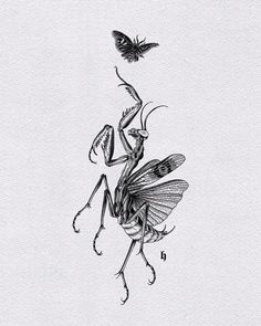 a drawing of a praying bug with a butterfly on its back