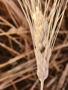 a close up view of a plant with long thin stalks in the foreground and brown grass in the background