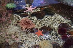 starfish and other marine life in an aquarium