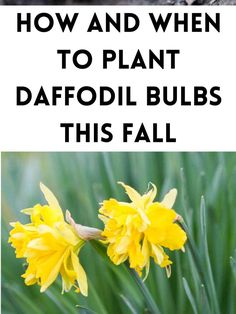 daffodil bulbs When To Plant Daffodil Bulbs, Planting Daffodil Bulbs, Deadheading Flowers, Fall Flowers Garden, Daffodil Flowers, Compost Soil, When To Plant, Perennial Flowers, Fall Bulbs