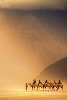 a group of people riding camels across a desert