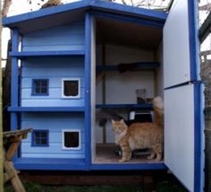 an orange and white cat standing in the inside of a blue pet house that is made out of cardboard