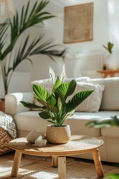 a potted plant sitting on top of a wooden table in front of a couch