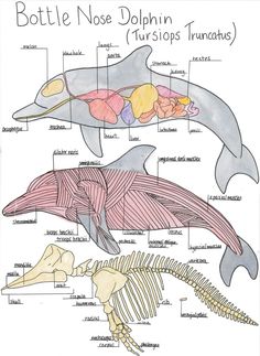 a diagram of the bones and muscles in a dolphin's body, including its skeleton