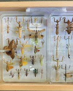 two trays filled with different types of bugs