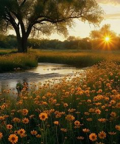 the sun is setting over a river with wildflowers in front of it and a tree