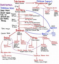 the anatomy of an animal's body and its surroundings, labeled in different languages