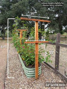 an outdoor garden with plants growing in it and measurements for the height of the planter