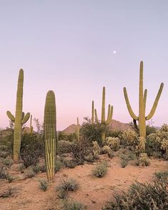 several cactus plants in the desert with a moon in the sky behind them and a pink hued sky