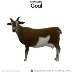 the goat is standing in front of a white background with black and white stripes on it's head