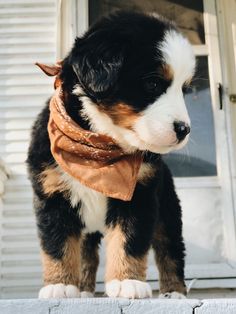 a small black and white dog with a scarf around it's neck standing on a ledge