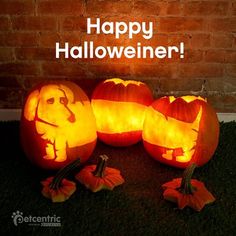 three pumpkins carved to look like dogs and cats with the words happy halloween written on them