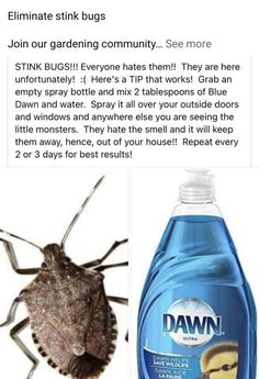 a bottle of dawn insect repellent next to an image of a bed bug