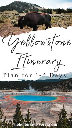 the yellowstone fineary plan for 1 - 5 days with bison and blue pool in background