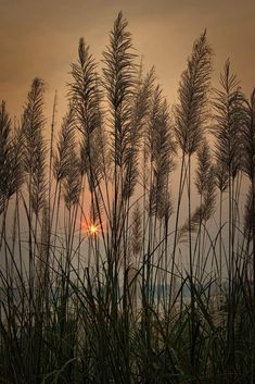 the sun is setting behind some tall grass