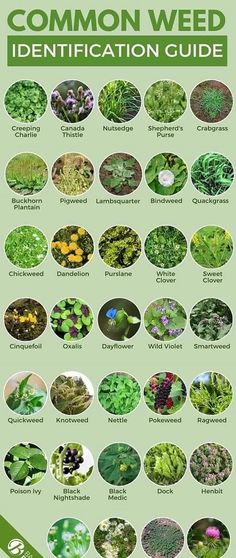 Types Of Weeds In Garden, Weeds In Garden, Types Of Weeds, Common Garden Weeds, Backyard Boss, Medicinal Weeds, Common Garden Plants, Grass Species, Weeds In Lawn