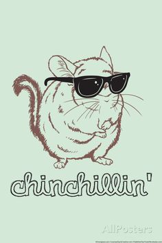 an image of a cat wearing sunglasses and the words chinchillinn on it