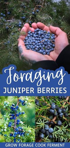 the cover of foraging juniper berries grow forage cook ferment, with images of blueberries in their hands