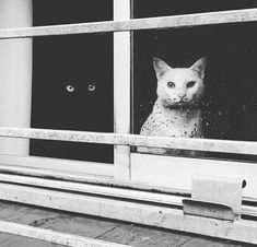 black and white photograph of cat looking out window