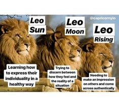 Sun Moon And Rising, Leo Zodiac Quotes, Leo Sun, Leo Zodiac Facts, Rising Sign, Virgo And Scorpio, Leo Traits, Learn Astrology, Zodiac Signs Leo