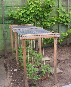 an outdoor garden with various plants growing in it