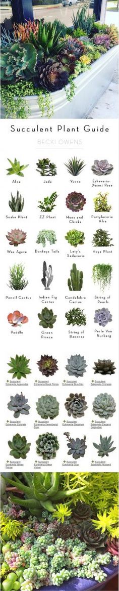 the different types of succulent plants are shown in this image, and there is also