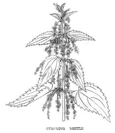 a drawing of a plant with flowers and leaves