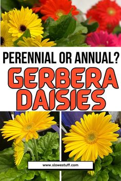 image of gerbera daisy and the banner that reads: Gerbera Daisies perennials or annuals? and website www.slowestuff.com listed Gerbera Daisy Aesthetic, Gerbera Daisy Care, Gerbera Daisy Centerpiece, Daisy Care, Daisy Aesthetic, Gerbera Daisy Bouquet, Daisy Centerpieces, Gerbera Daisies