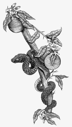 an ink drawing of a snake on a branch with leaves and fruit hanging from it