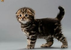 a small kitten standing on top of a white floor next to a gray wall and looking at the camera