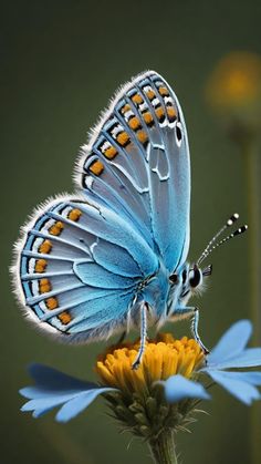 a blue butterfly sitting on top of a yellow flower