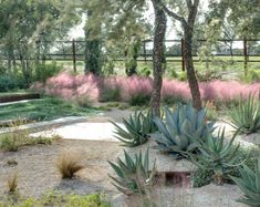 an outdoor garden with various plants and trees