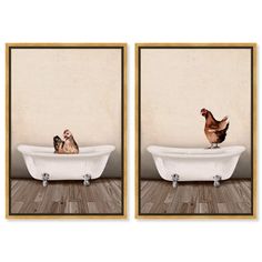 two pictures of chickens sitting in a bathtub