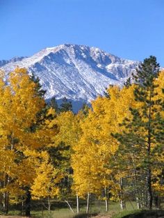 trees with yellow leaves in front of a mountain