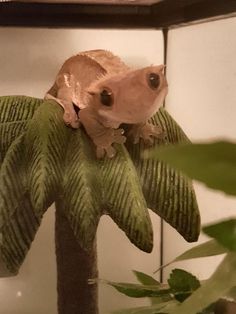 a frog sitting on top of a green leafy plant next to a white wall