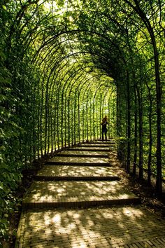 a person standing in the middle of a walkway surrounded by trees