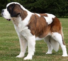 a large brown and white dog standing on top of a grass covered field with trees in the background