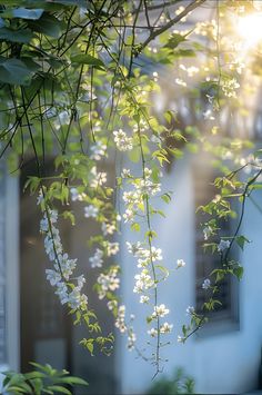 the sun shines through the leaves and branches of a tree in front of a building