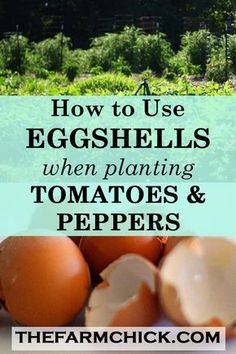 eggshells with the words how to use eggshells when planting tomatoes and peppers