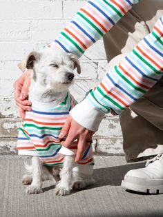 a small white dog wearing a striped shirt being petted by someone's hand