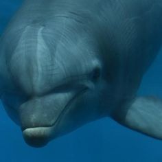 a dolphin swimming in the water with its mouth open