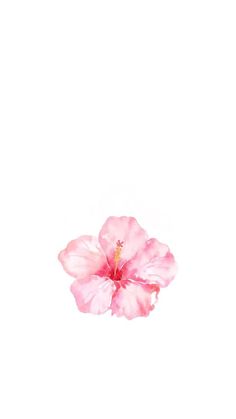 a pink flower on a white background