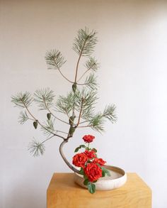 a potted plant sitting on top of a wooden table