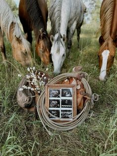 three horses grazing in the grass next to a rope with pictures on it and an old photo frame