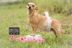 a small brown dog standing on top of a white box in the middle of a field