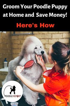 a woman petting a poodle at home and save money here's how